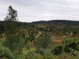 Urlaub in Daenemark 2019 (6)
... in der Lüneburger Heide.