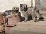 Ungarn (2)
... wuchsen die Hunde auf.