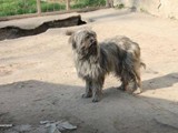 Ungarn (4)